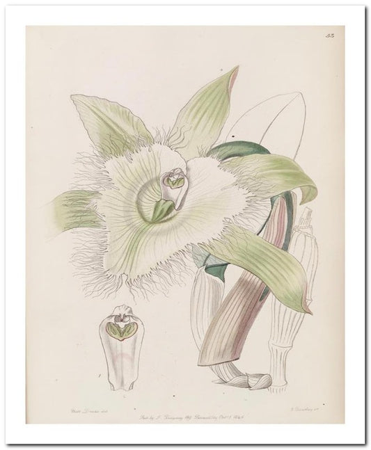Edward's Botanical Register 8x10 Botanical Art Print 03062500254