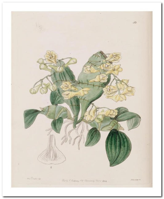 Edward's Botanical Register 8x10 Botanical Art Print 03062500255