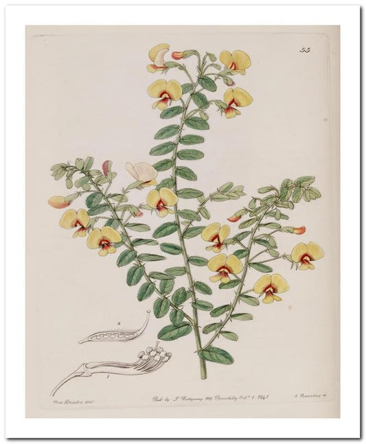 Edward's Botanical Register 8x10 Botanical Art Print 03062500256