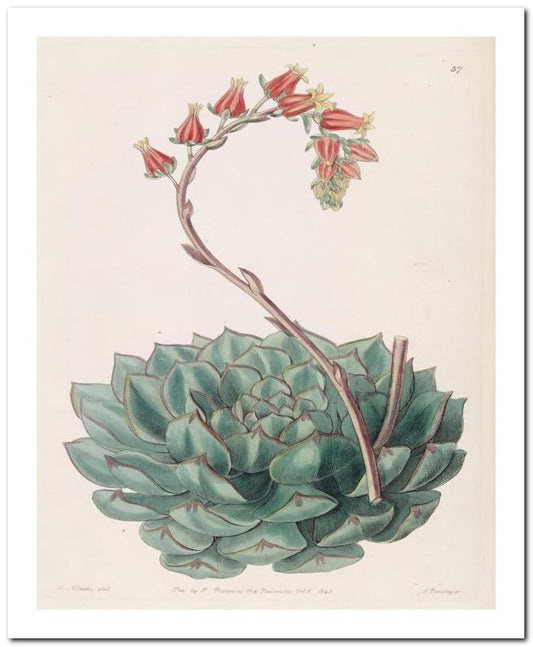 Edward's Botanical Register 8x10 Botanical Art Print 03062500259