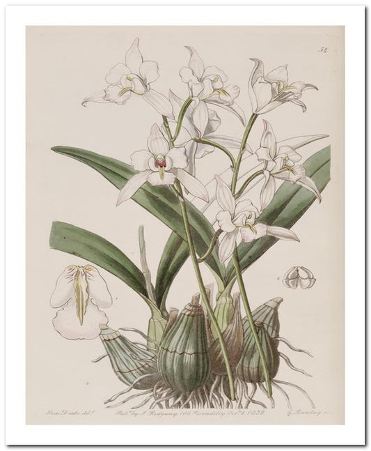 Edward's Botanical Register 8x10 Botanical Art Print 03062500260