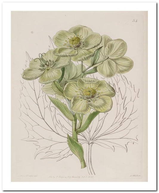 Edward's Botanical Register 8x10 Botanical Art Print 03062500261