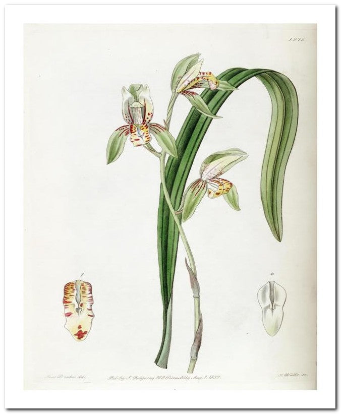 Edward's Botanical Register 8x10 Botanical Art Print 03062500262
