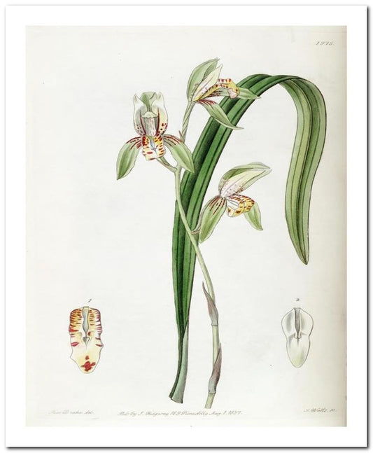 Edward's Botanical Register 8x10 Botanical Art Print 03062500262