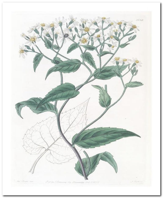 Edward's Botanical Register 8x10 Botanical Art Print 03062500263