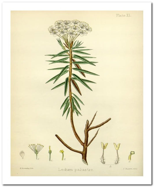 Edward's Botanical Register 8x10 Botanical Art Print 03062500265