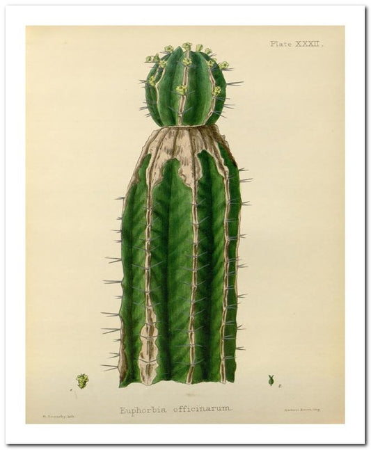 The Flora Homoeopathica 8x10 Botanical Art Print 03062500266