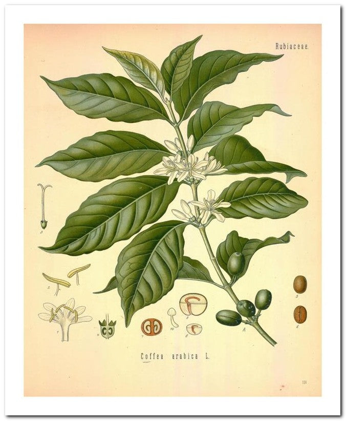 The Flora Homoeopathica 8x10 Botanical Art Print 03062500267
