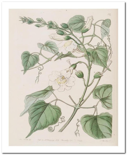 Edward's Botanical Register 8x10 Botanical Art Print 03062500270