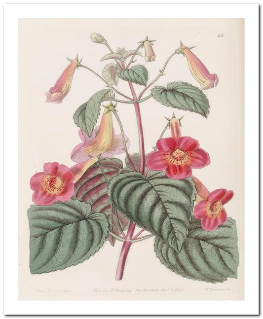 Edward's Botanical Register 8x10 Botanical Art Print 03062500272