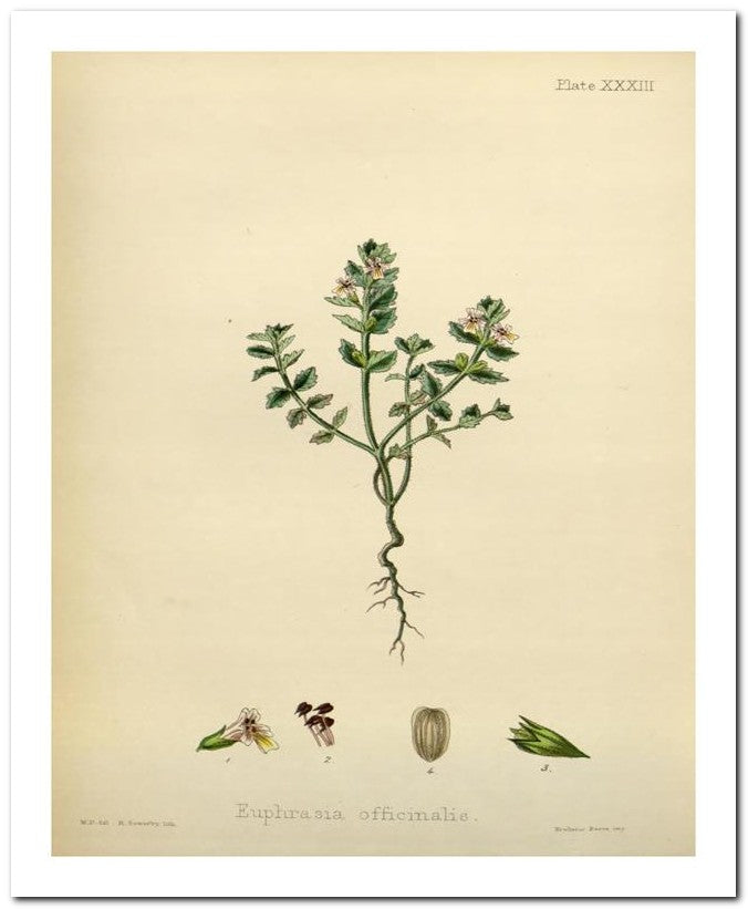 The Flora Homoeopathica 8x10 Botanical Art Print 03062500281