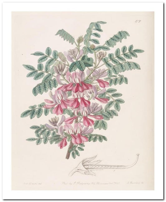 Edward's Botanical Register 8x10 Botanical Art Print 03062500288