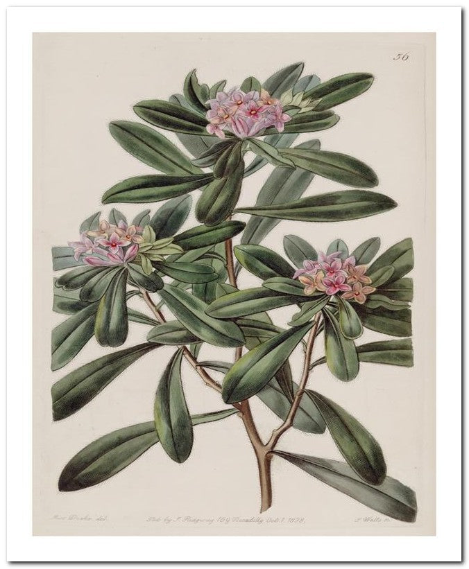Edward's Botanical Register 8x10 Botanical Art Print 03062500292
