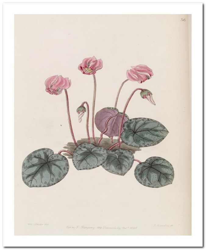 Edward's Botanical Register 8x10 Botanical Art Print 03062500301