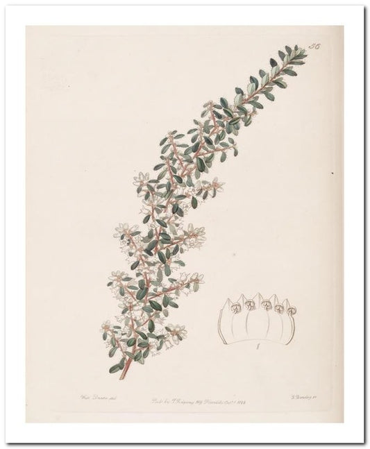 Edward's Botanical Register 8x10 Botanical Art Print 03062500302