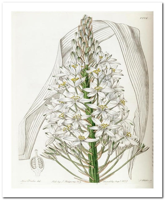 Edward's Botanical Register 8x10 Botanical Art Print 03062500309