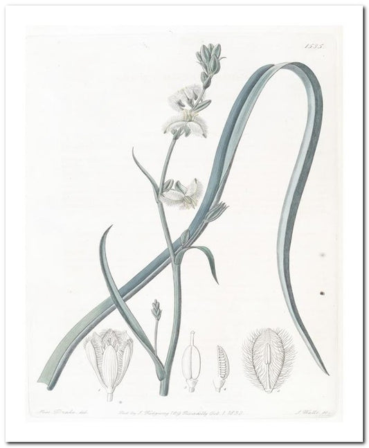 Edward's Botanical Register 8x10 Botanical Art Print 03062500310