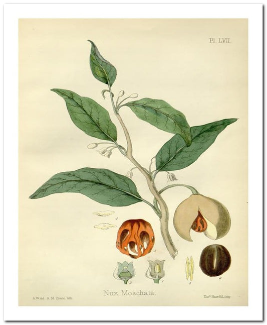 Edward's Botanical Register 8x10 Botanical Art Print 03062500311