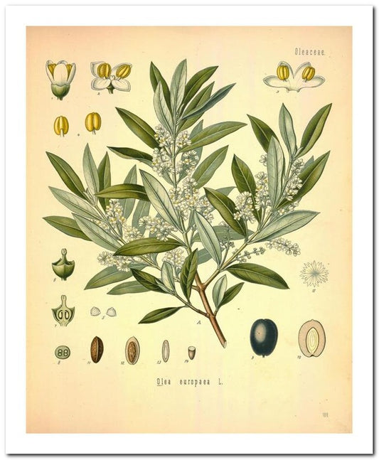 The Flora Homoeopathica 8x10 Botanical Art Print 03062500313