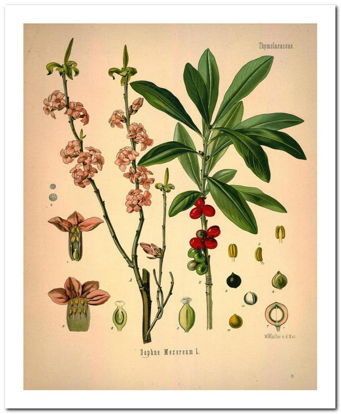 Kohler Medizinal Pflanzen 8x10 Botanical Art Print 03062500315