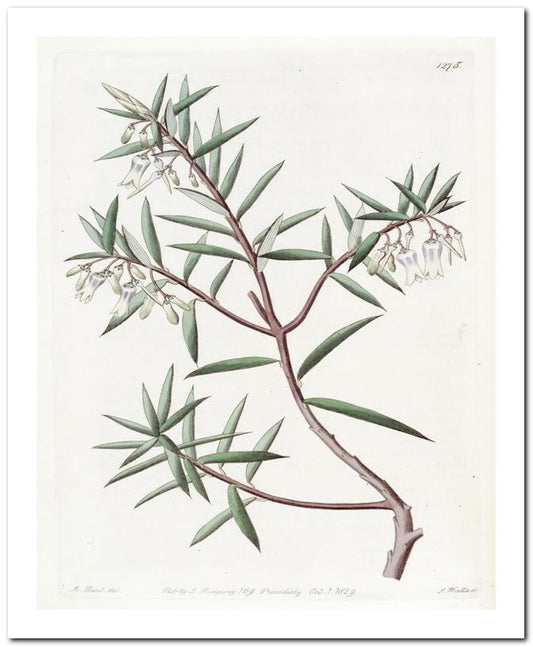 Kohler Medizinal Pflanzen 8x10 Botanical Art Print 03062500316