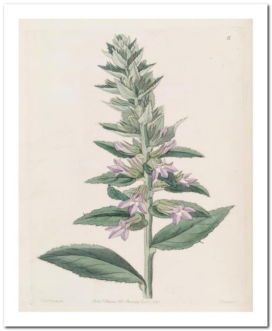 Edward's Botanical Register 8x10 Botanical Art Print 03062500317