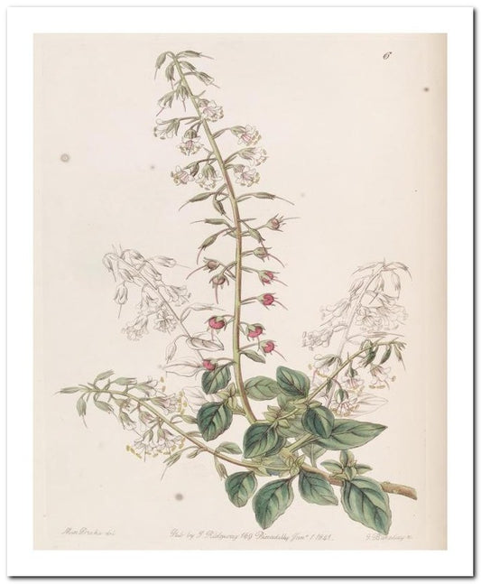 Edward's Botanical Register 8x10 Botanical Art Print 03062500320