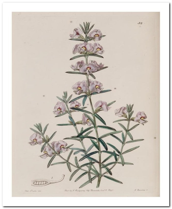 Edward's Botanical Register 8x10 Botanical Art Print 03062500321