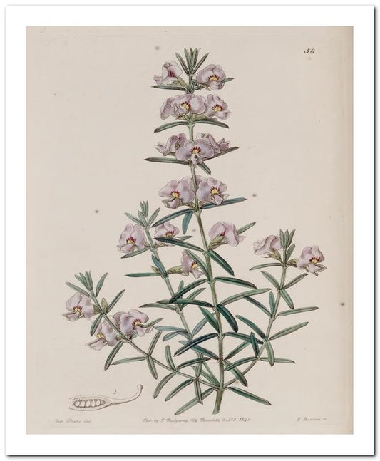 Edward's Botanical Register 8x10 Botanical Art Print 03062500321