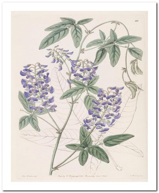 Edward's Botanical Register 8x10 Botanical Art Print 03062500322