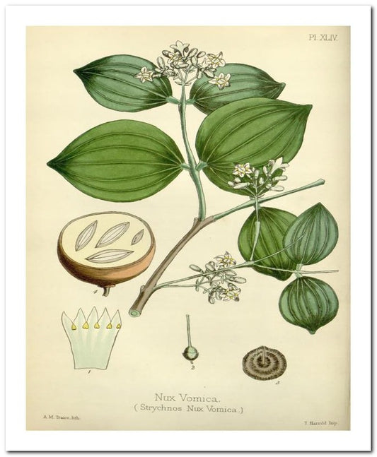 Edward's Botanical Register 8x10 Botanical Art Print 03062500328