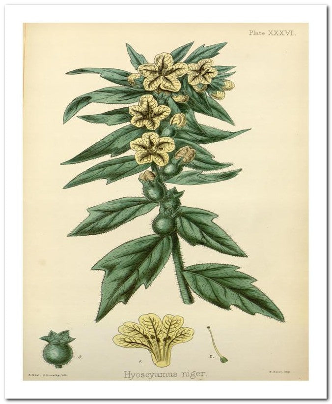 The Flora Homoeopathica 8x10 Botanical Art Print 03062500329