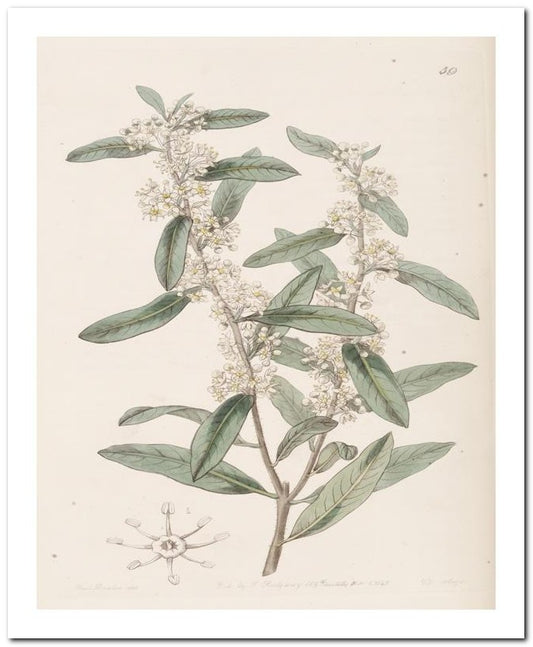 Edward's Botanical Register 8x10 Botanical Art Print 03062500335