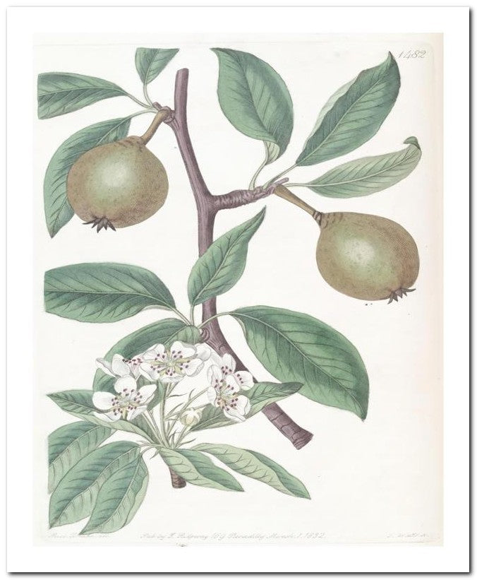 Edward's Botanical Register 8x10 Botanical Art Print 03062500342