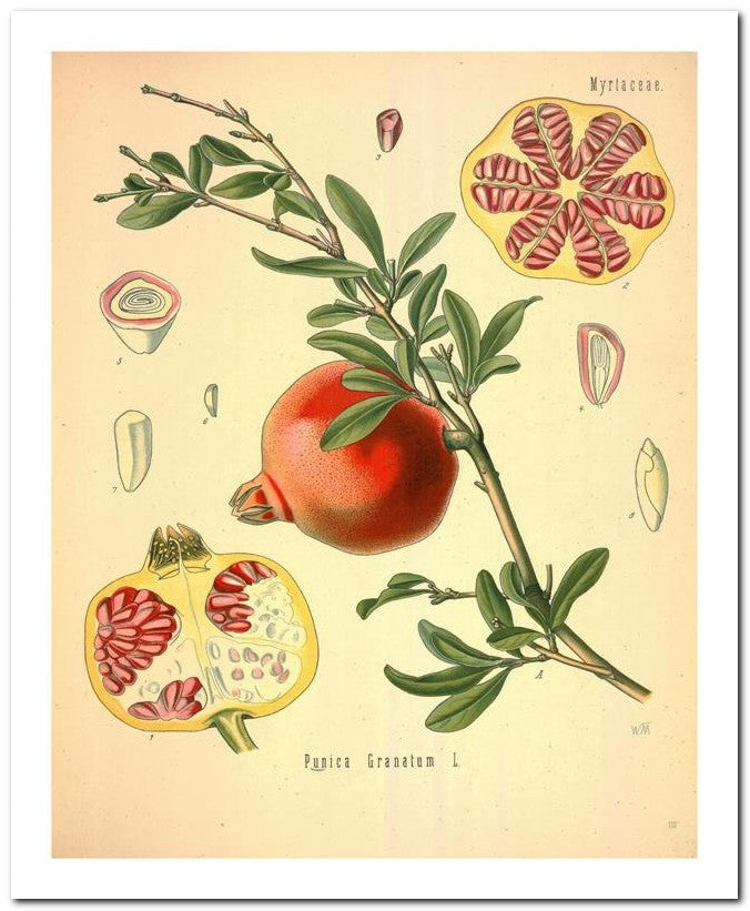 The Flora Homoeopathica 8x10 Botanical Art Print 03062500346