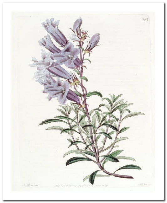 Kohler Medizinal Pflanzen 8x10 Botanical Art Print 03062500348