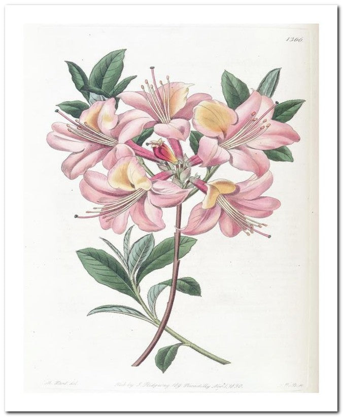 Edward's Botanical Register 8x10 Botanical Art Print 03062500358