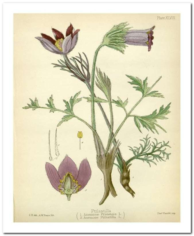 Edward's Botanical Register 8x10 Botanical Art Print 03062500359