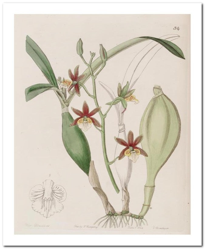 Edward's Botanical Register 8x10 Botanical Art Print 03062500365