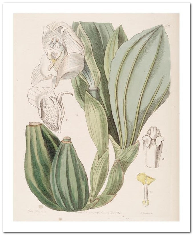 Edward's Botanical Register 8x10 Botanical Art Print 03062500380