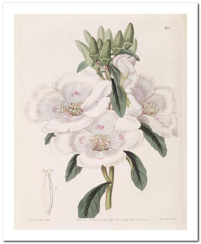 Edward's Botanical Register 8x10 Botanical Art Print 03062500383