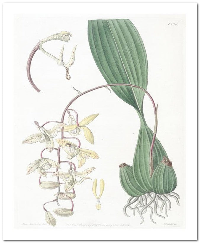 Edward's Botanical Register 8x10 Botanical Art Print 03062500389