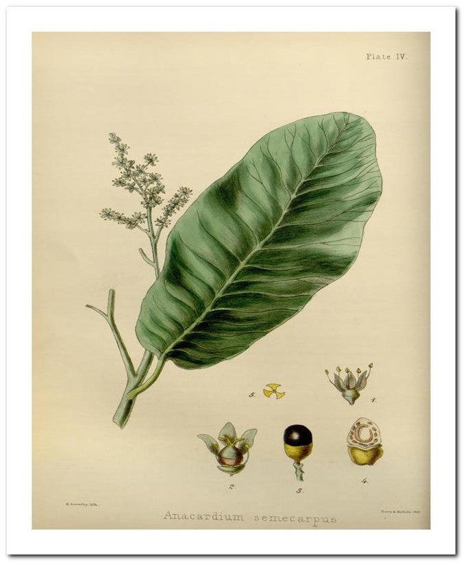 Edward's Botanical Register 8x10 Botanical Art Print 03062500391