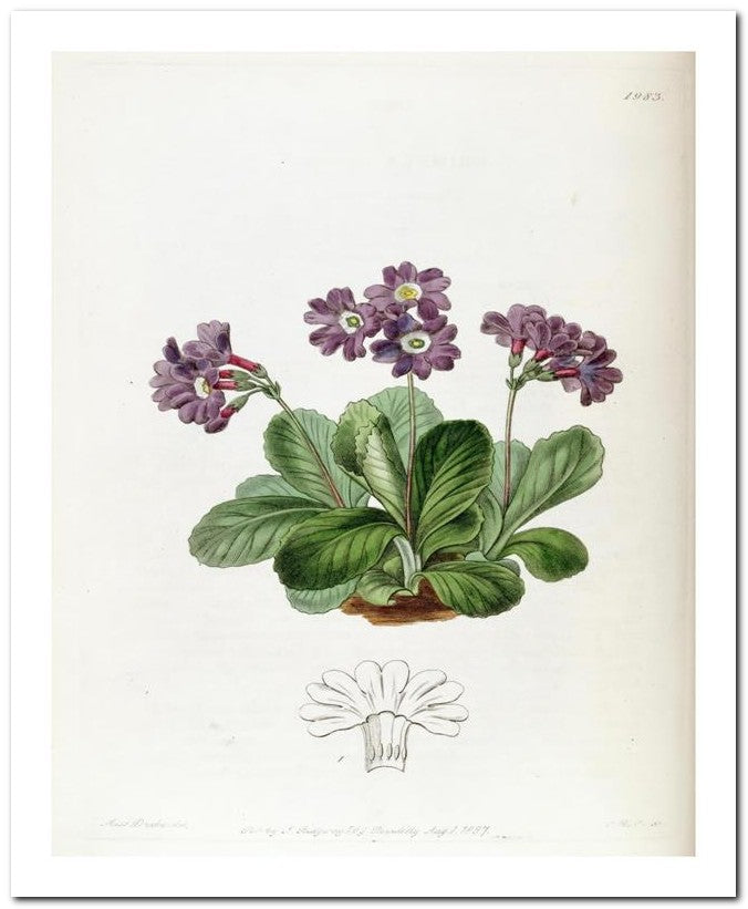 Edward's Botanical Register 8x10 Botanical Art Print 03062500403