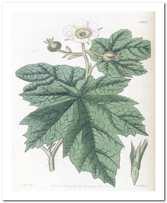 Edward's Botanical Register 8x10 Botanical Art Print 03062500404