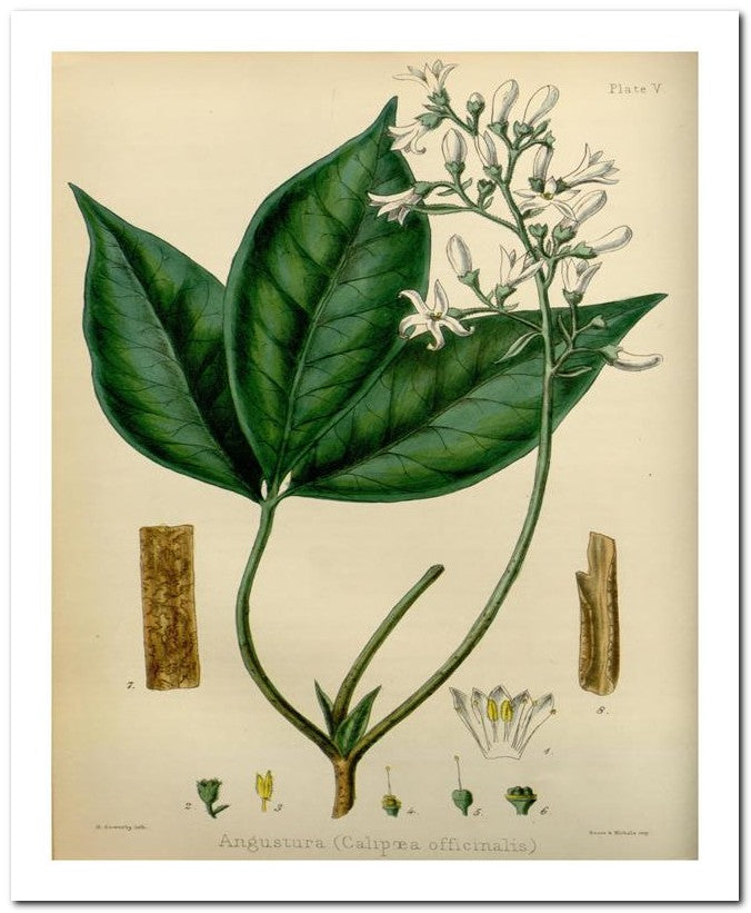 Edward's Botanical Register 8x10 Botanical Art Print 03062500406