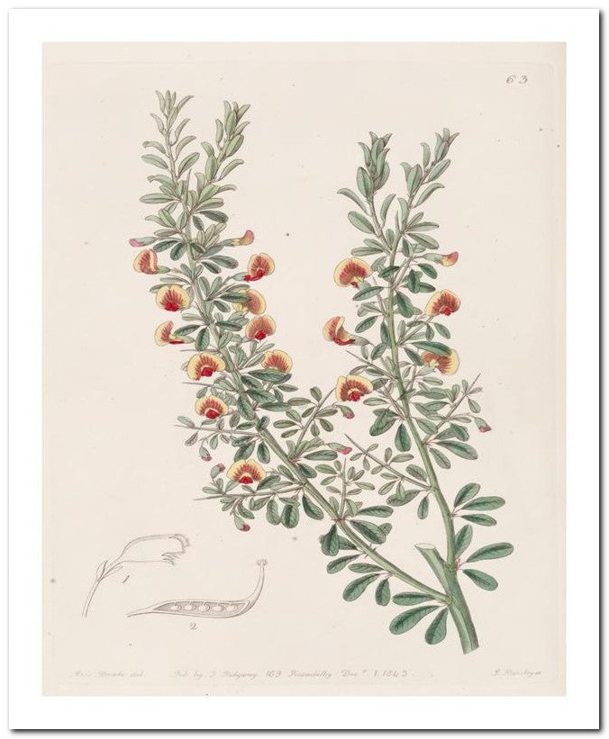 Edward's Botanical Register 8x10 Botanical Art Print 03062500412