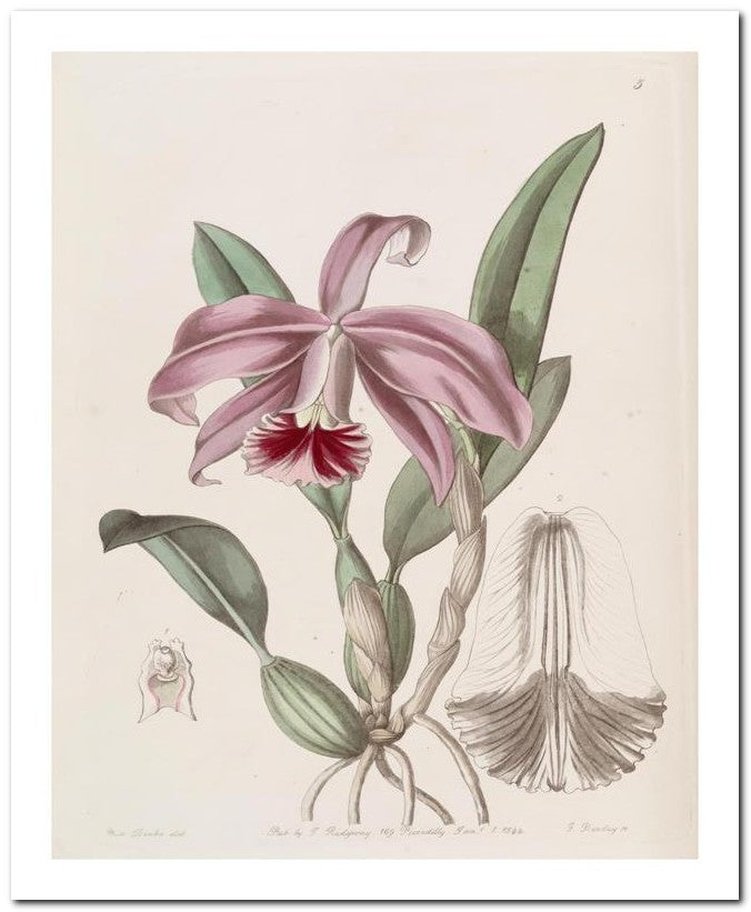 Edward's Botanical Register 8x10 Botanical Art Print 03062500426