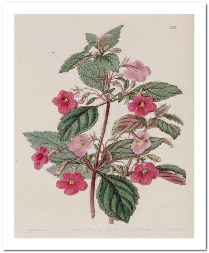Edward's Botanical Register 8x10 Botanical Art Print 03062500444