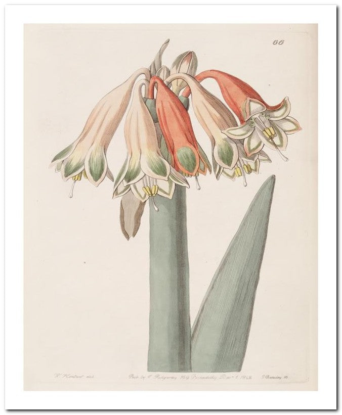 Edward's Botanical Register 8x10 Botanical Art Print 03062500458